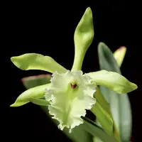 Rhyncholaelia Aristocrat