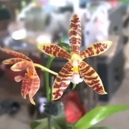 Phalaenopsis Mannii X Phal. Tetraspis