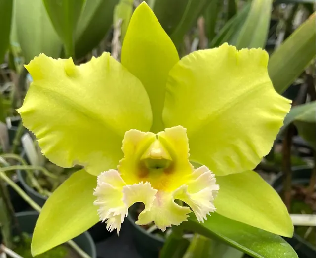 Brassolaeliocattleya Dewey Forest 'Kudos'