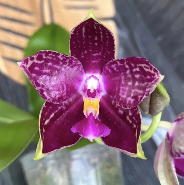 Phalaenopsis Lyndon Mix Zebra '826'