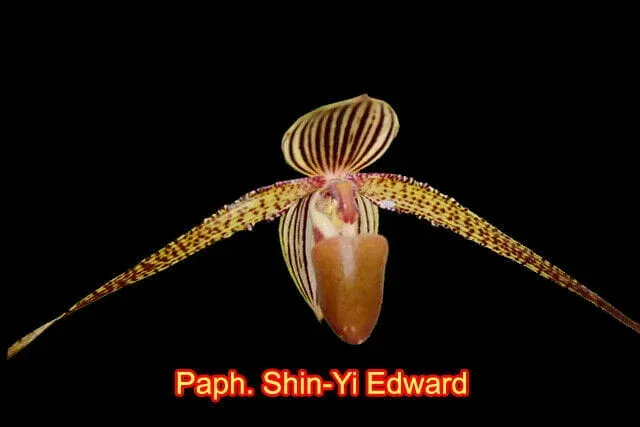 Paphiopedilum Shin-Yi Edward x (rothschildianum 'Jungle Selected' x rothschildianum 'Atlantis')