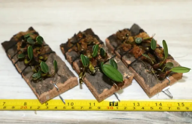 Epigeneium tsangianum (Epigeneium)