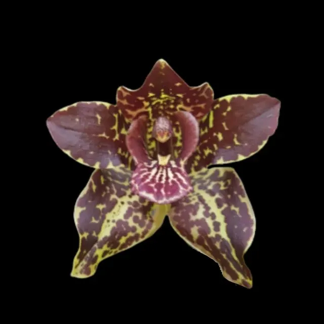 Grammatophyllum martae x