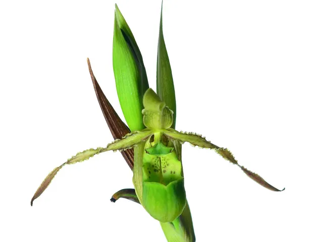 Phragmipedium reticulatum (Phragmipedium)