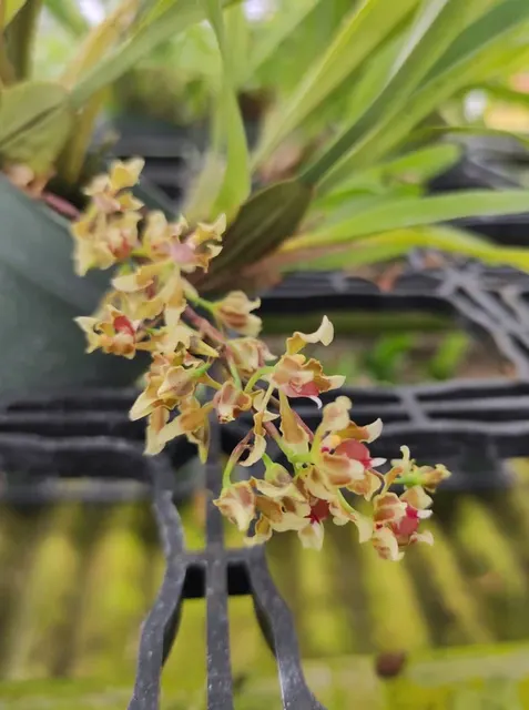 Oncidium peltiforme (Oncidium)