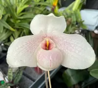Paphiopedilum In-charm Handel (hangianum x delenatii)