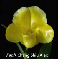 Paph. Chang Shiu Alex (In-Charm Gold x Stonehenge)