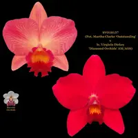 Cattleya Orchid SVO10157 (Pot. Martha Clarke 'Outstanding' x Slc. Virginia Dickey 'Diamond Orchids' AM/AOS)