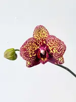 Phal. I-Hsin Yellow Leopard