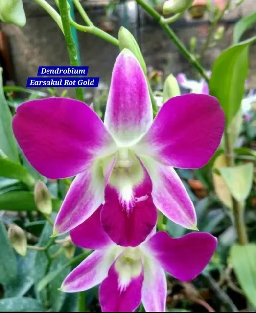 Dendrobium 17 Rot Gold (Dendrobium)