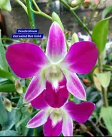 Dendrobium 17 Rot Gold