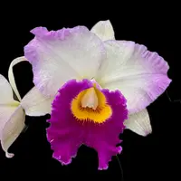 Rlc. Mary Lupi 'Volcano Queen' 3.25" mericlone