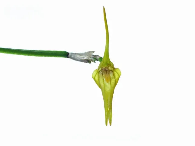 Masdevallia ametoroglossa (Masdevallia)