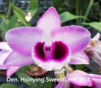 Den. Hsinying Sweetscent 'W-3' (parishii (syn. rhodopterygium) x anosmum) (MD91) (Hybrid)