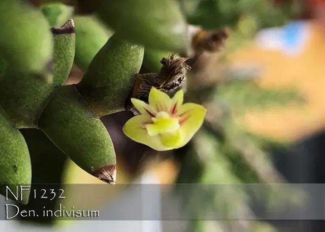 Dendrobium indivisum ',note: Mounted' (Dendrobium)