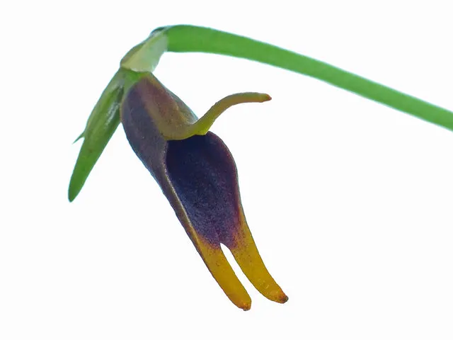 Masdevallia anfracta (Masdevallia)