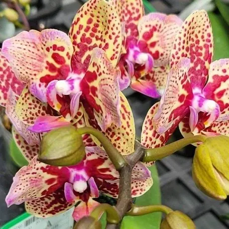 Phalaenopsis Lucky Leopard '05206'