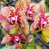Phalaenopsis Lucky Leopard '05206' (peloric) 2.5"