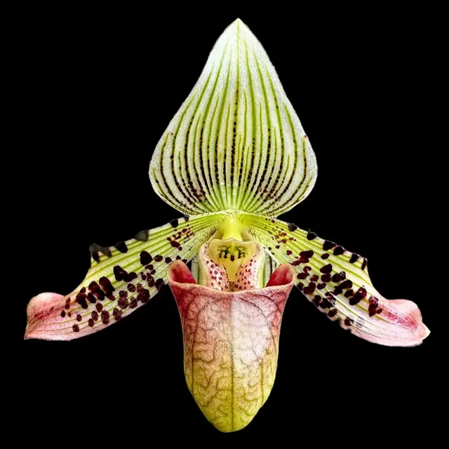 Paphiopedilum argus x sib