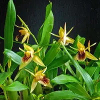 Coel. fimbriata