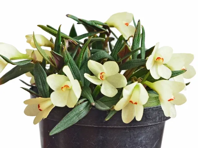 Dendrobium Aussie's Hi-Lo F. Alba (Dendrobium)