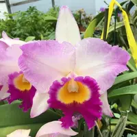 Rlc. Mary Lupi 'Volcano Queen' (5.5" Pot) - Buds — 2 Buds