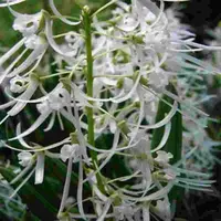 Dockrillia wassellii sp.