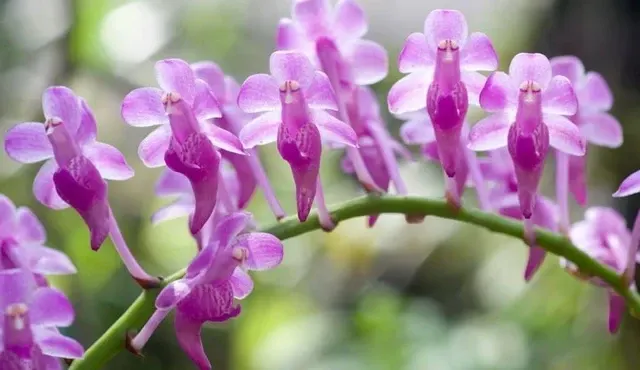 Aerides thibautiana (Aerides)