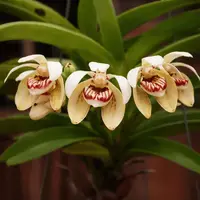 Vanda pumila - specie compacta si parfumata