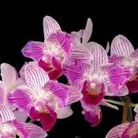 Phalaenopsis Sogo Elegance '70475'
