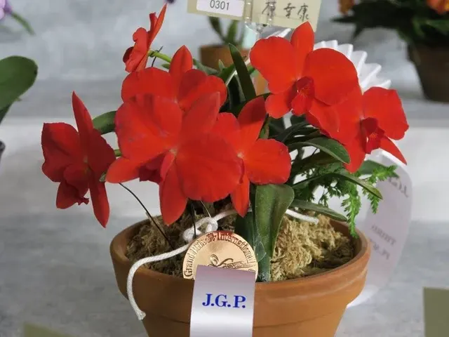 Sophronitis coccinea '4N Japan'