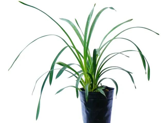 Cymbidium Angelito (Cymbidium)
