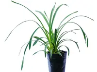 Cymbidium Angelito (medium)
