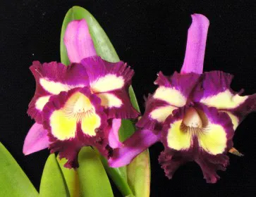 Rhyncholaeliocattleya Hsinying Mariaoki 'Flamingo' (Rhyncholaeliocattleya)