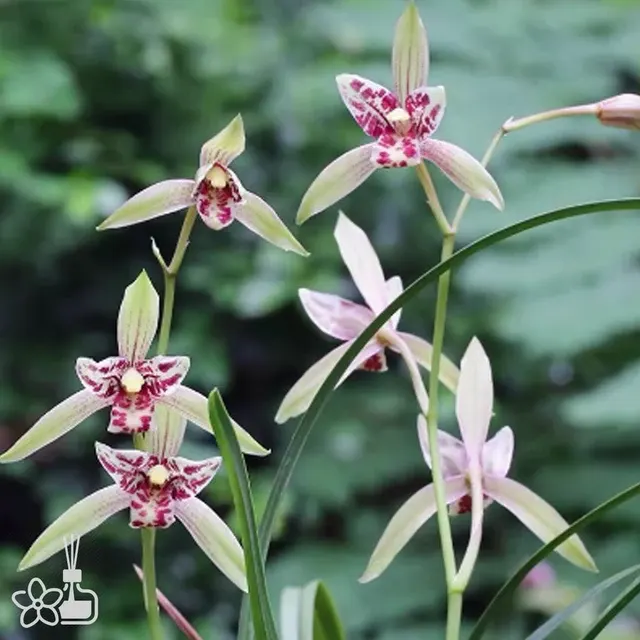 Cymbidium ensifolium 'BAO-DAO-XIAN-NV'