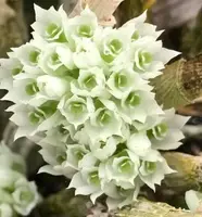 Dendrobium mimiense Compact growing species indigenous to Papua New Guinea. — Not Currently In Bloom or Spike