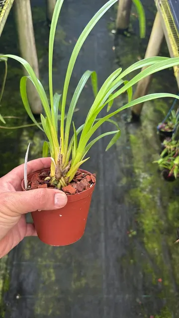 Cymbidium Frosty Jack (Cymbidium)