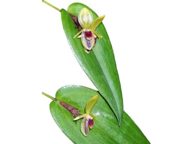 Pleurothallis geographica