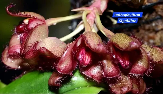 Bulbophyllum sigaldiae (Bulbophyllum)