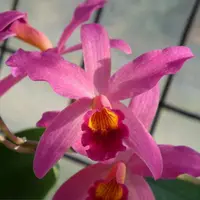 [Bare-root][New] #CA# #Mini Cat# Ctt. Amaroo 小紅蔓越莓 [2.8 BS][Sept in stock 26]