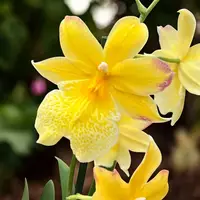 Burrageara Nelly Isler 'Yellow' - flori intens parfumate — fara flori - ghiveci 12 cm