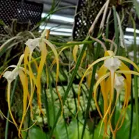 Cattleya Orchid Brassavola Cucullata Rare Exotic Plant