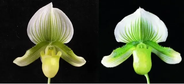 Paphiopedilum Doya Green Prince x Hsinying Citron (Paphiopedilum)