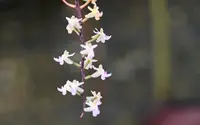 Cleisostoma arietinum