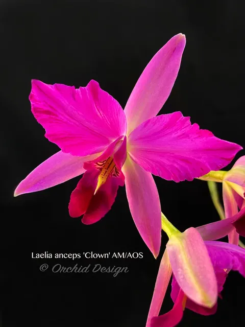 Laelia anceps 'Clown' (Laelia)