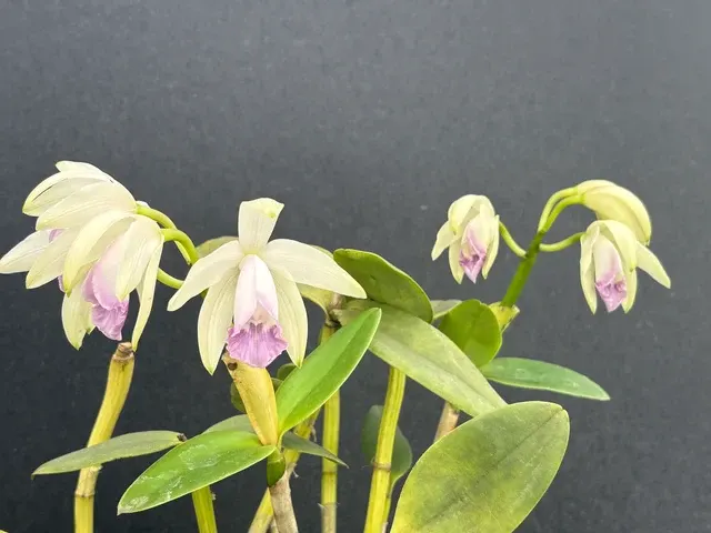 Cattleya intermedia orlata amethystina blooming size division (Cattleya)