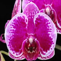 Phalaenopsis Orchid GI021604 Mature Plant - Ready To Flower