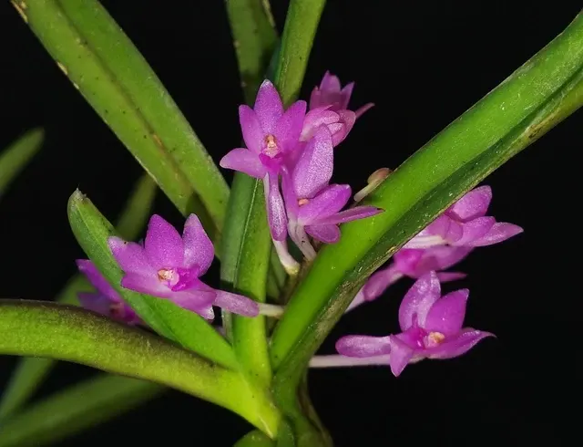 Ascocentrum pusillum (Ascocentrum)