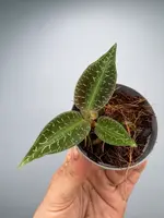 Goodyera malipoensis