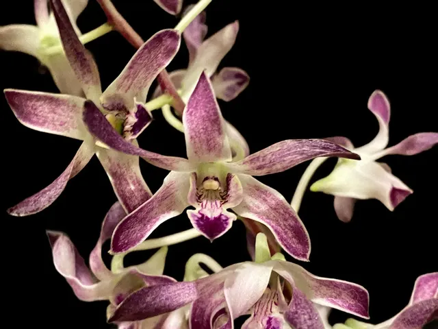 Dendrobium Blue Seas (Dendrobium)